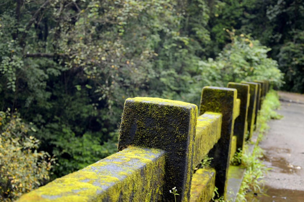 Concrete Fence With Green Moss Near Green Tree
