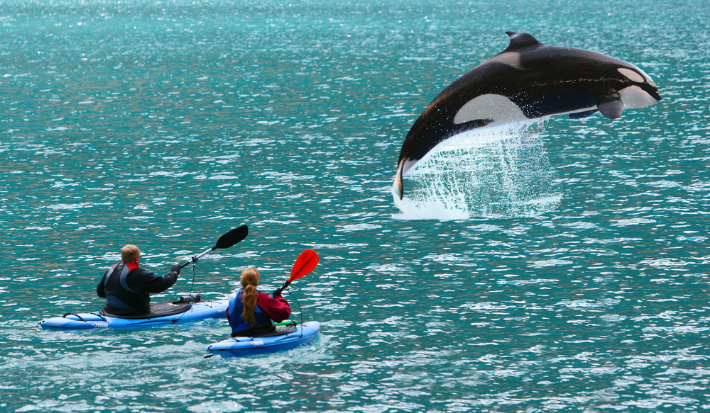 Huge killer whale jumped in front of two sea kayaks - Alaska USA