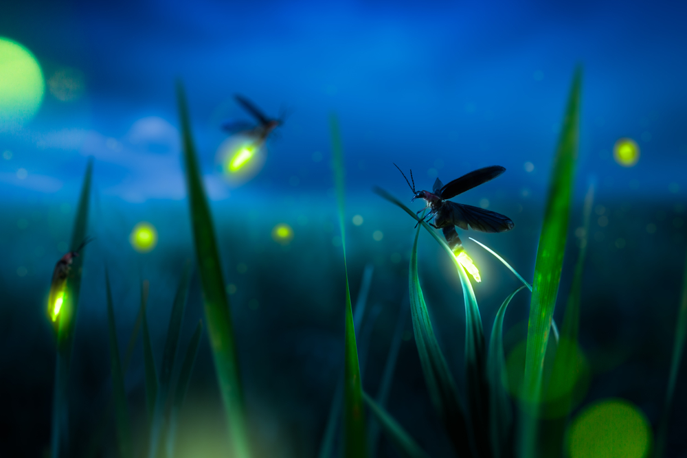 glowing firefly on a grass filed at night
