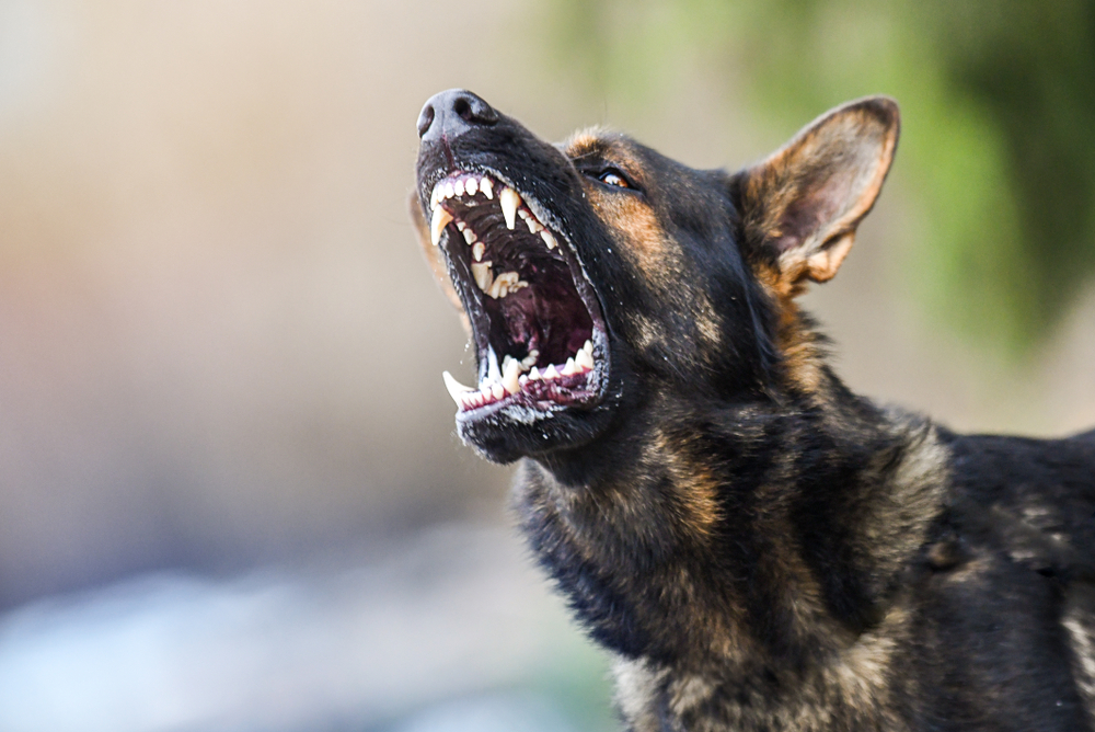 Aggressive dog shows dangerous teeth. German sheperd attack. Head detail Little blur panning move.