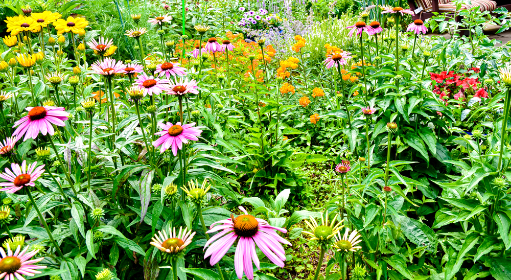 A colorful backyard pollinator garden. Long Island, New York.