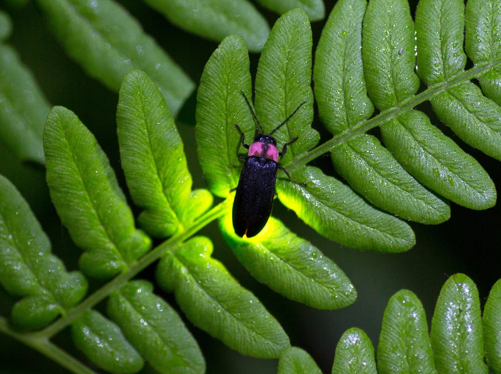 A firefly is emitting light on the leaf. Fireflies are a summer feature of Japan.

