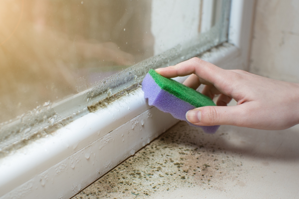 Black mold fungus growing on windowsill. Dampness problem concept. Condensation on the window.