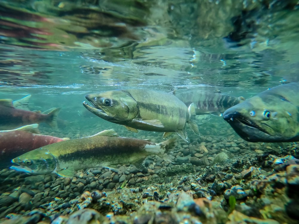 salmon run in the pacific northwest