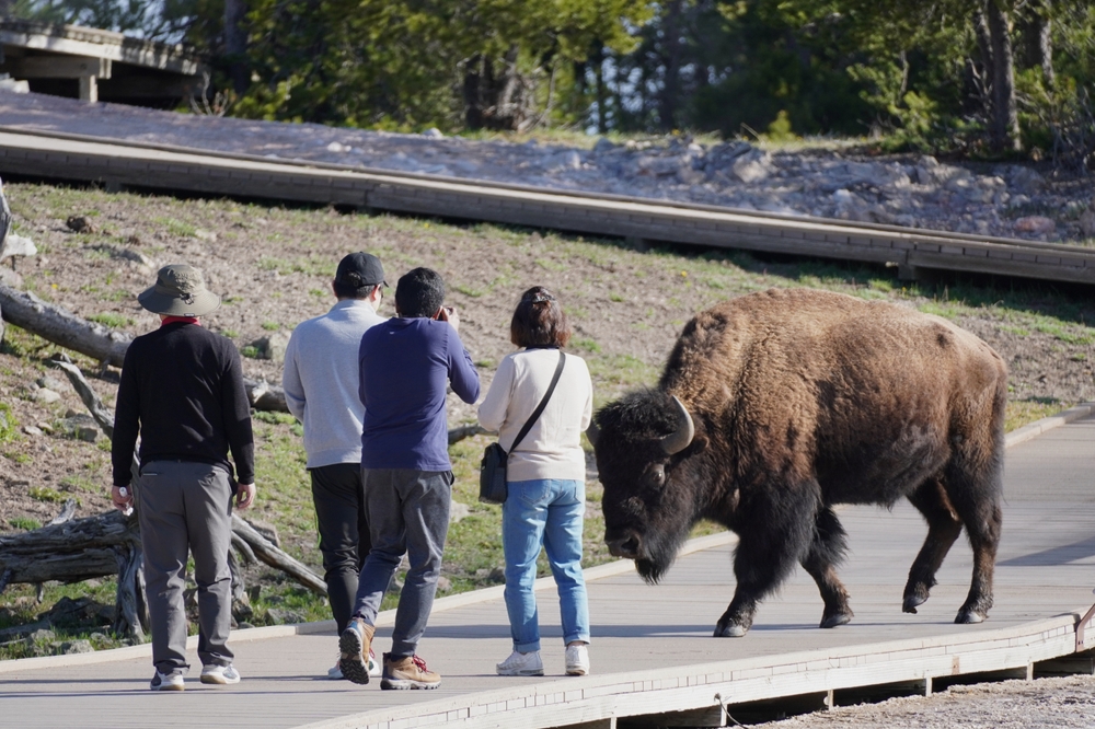Yellowstone National Park, Wyoming, USA, May 16,2023: Tourists getting close to a Bison in Yellowstone National Park