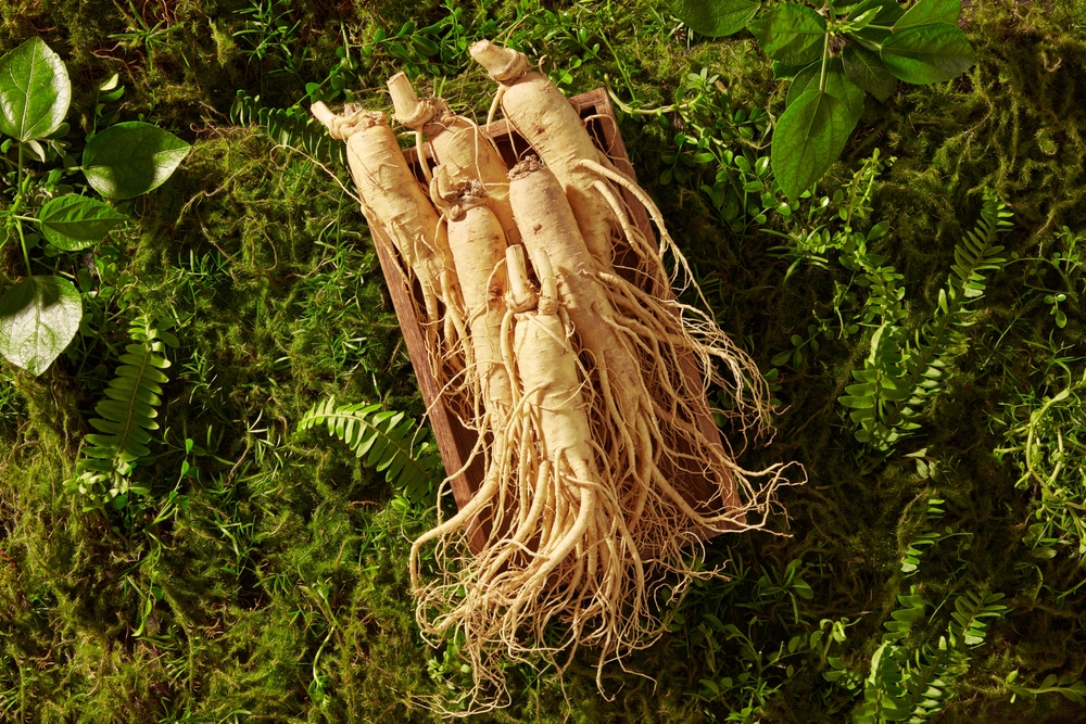 A lot of ginseng roots are stacked on each other on the wooden tray. Ginseng (Panax ginseng) is an herb has numerous potential health benefits