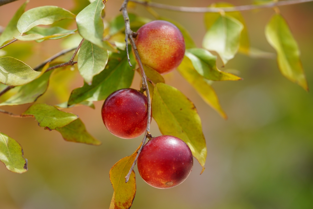 Ripe Camu Camu fruits (Myrciaria dubia) hanging on the bush. This is a rare fruit native to the banks of the Rio Negro river with the highest concentration of natural vitamin C. Near Manaus, Amazonas.