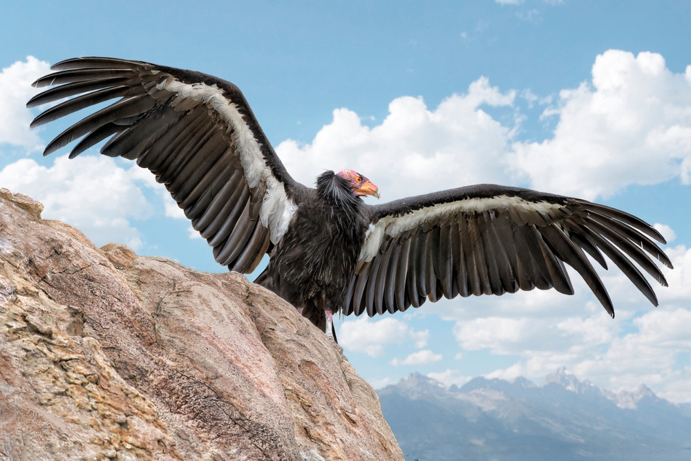 California condor bird on a rock with wings spread against blue sky