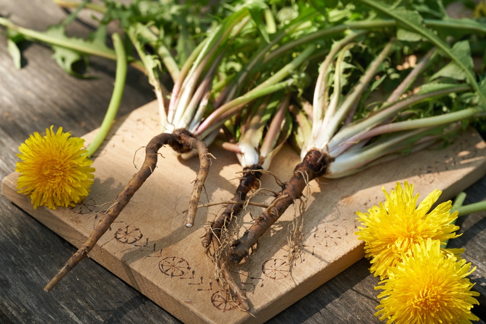 Whole dandelion plants with roots and flowers on a table outdoors