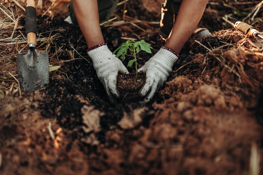 A farmer is planting a papaya tree in the ground.