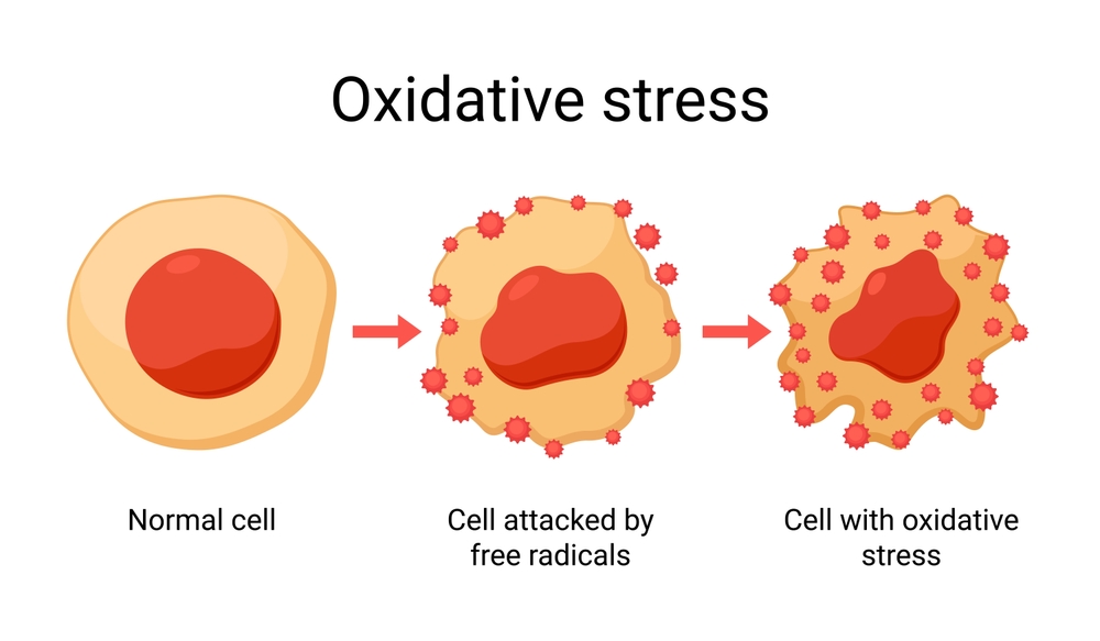 Oxidative stress vector design illustration