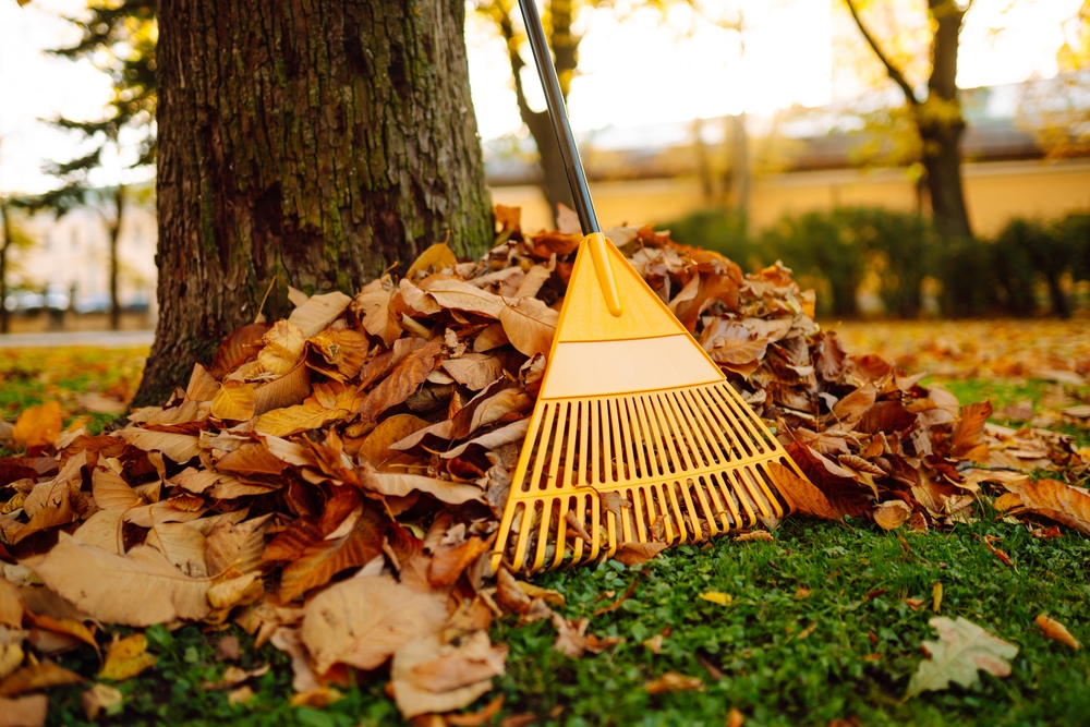Collection of fallen leaves. Raking autumn leaves from the lawn in the autumn park. Concept of volunteering, seasonal gardening. Yard cleaning.
