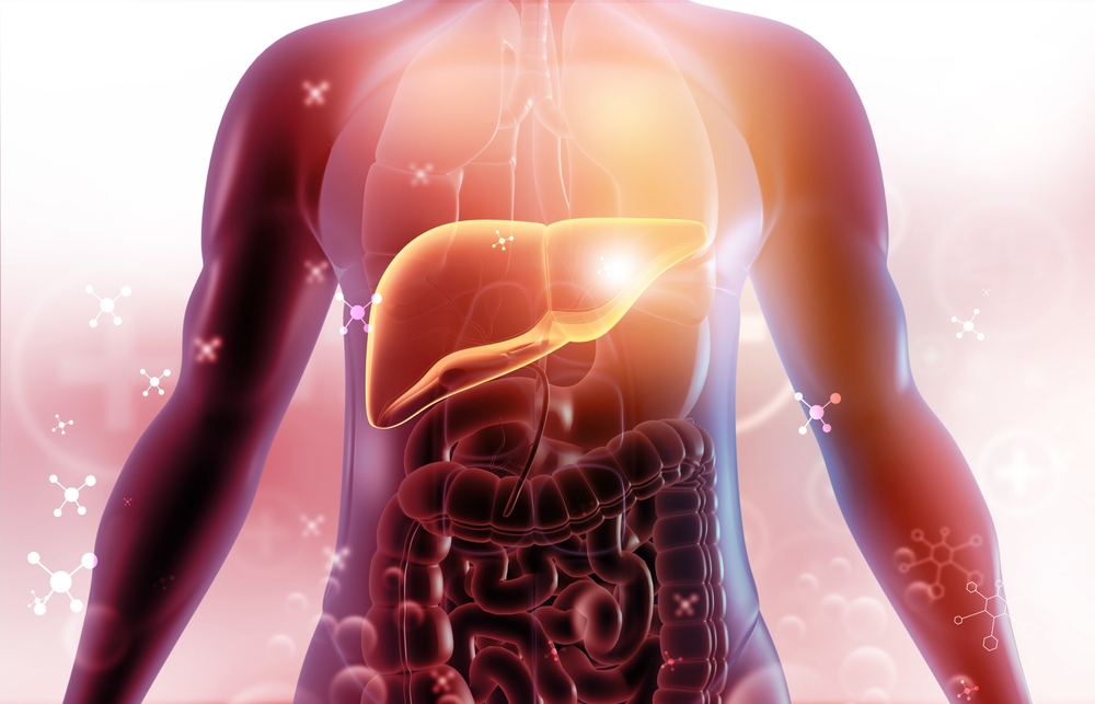 Human liver anatomy on scientific background. 3d illustration