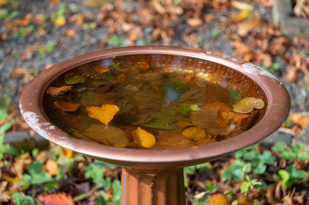 A golden color round bird bath with a pedestal leg. The garden furniture is filled with rainwater. The autumn leaves are yellow, golden, orange and green color. The ground is covered with foliage.
