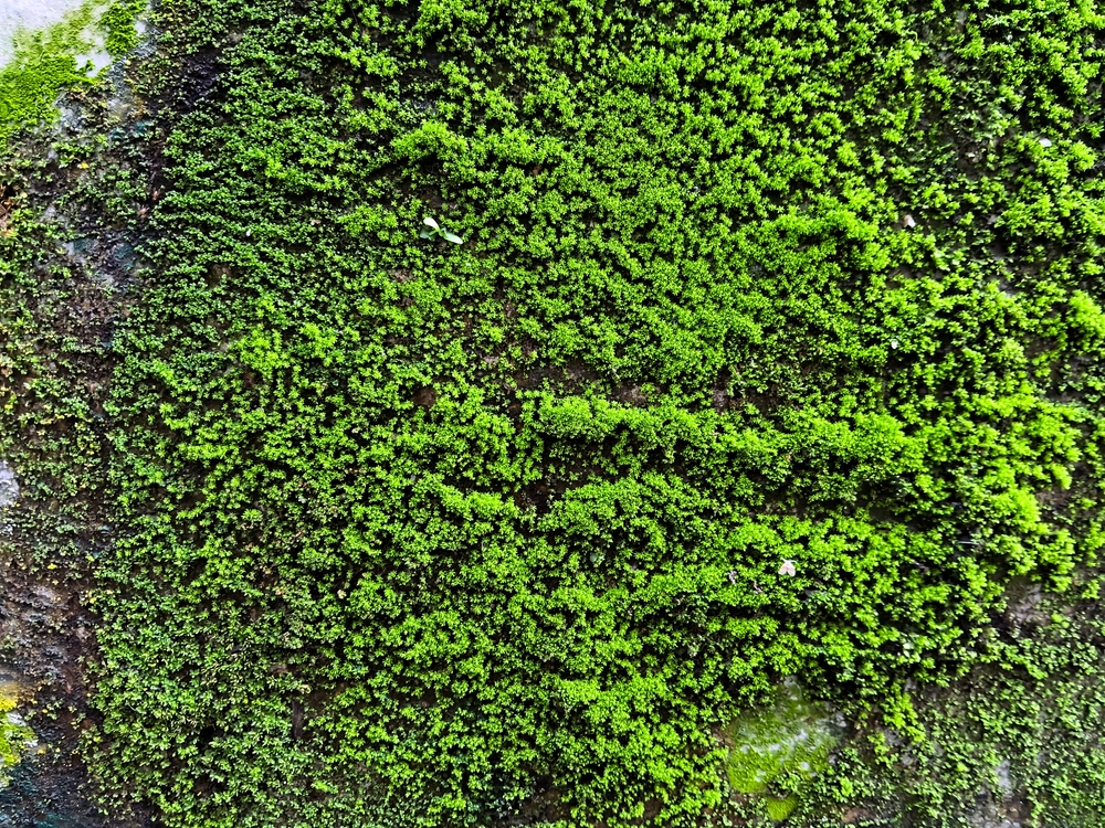 green moss growing on damp concrete wall