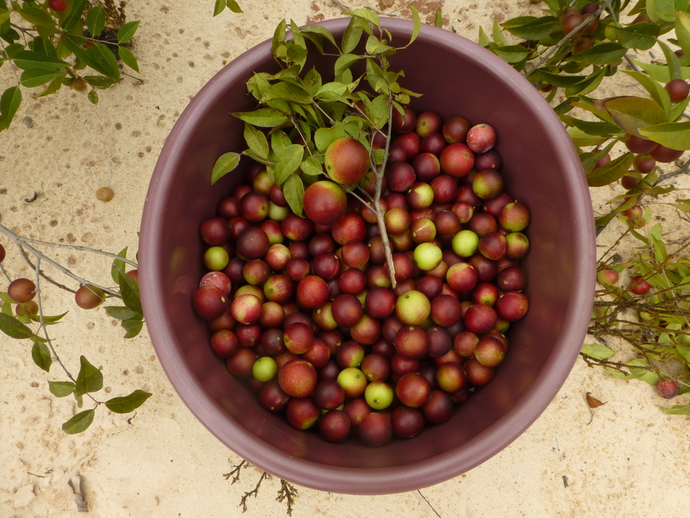 Camu camu fruits (Myrciaria dubia), Myrtaceae family. Location: on the banks of the Rio Negro. Amazon, Brazil.
