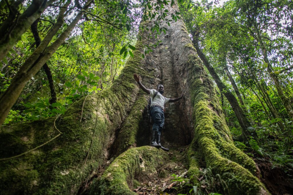 man sranding beneath the ancient trees