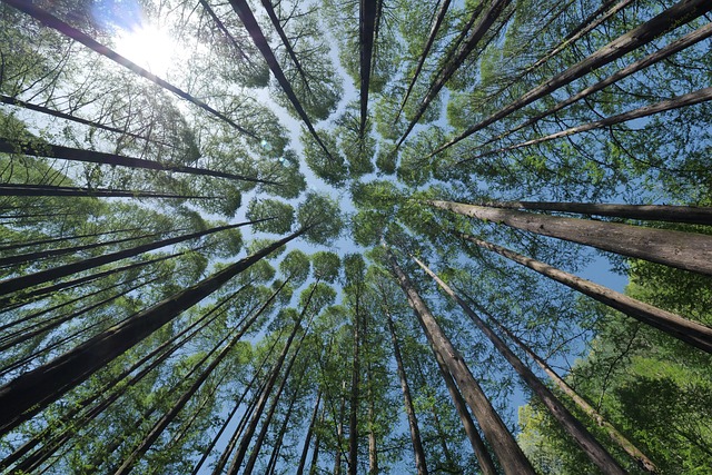 tall trees