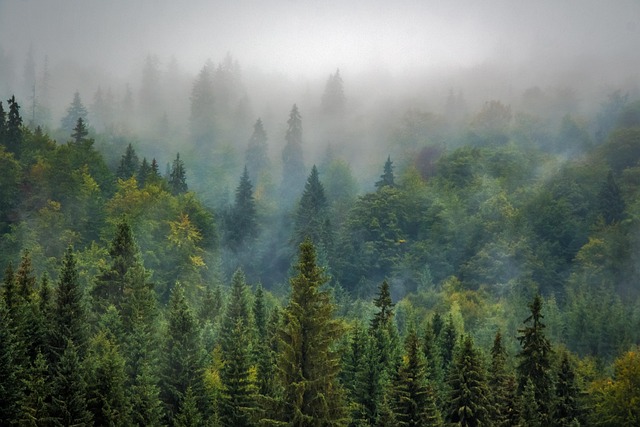 forest scene