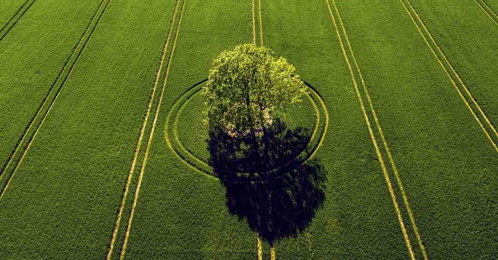 The Surprising Reason Farmers Leave a Lone Tree in Their Fields - Featured image