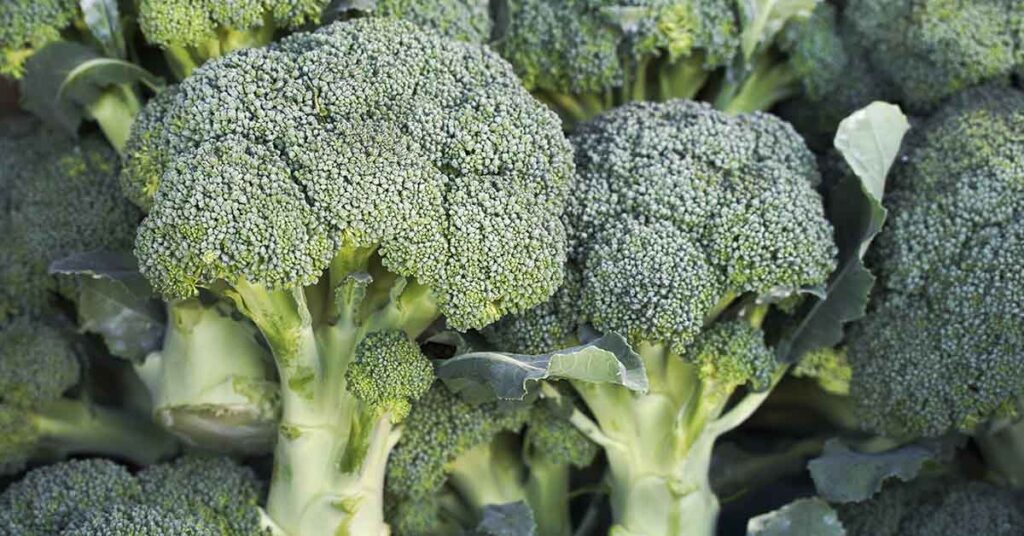 Natural Compound In Broccoli Can Eliminate Up To 90% Of Some Oral Plaques And Tooth Decay - Featured image