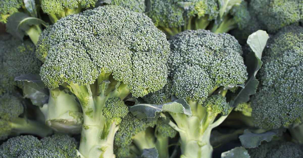 Natural Compound In Broccoli Can Eliminate Up To 90% Of Some Oral Plaques And Tooth Decay