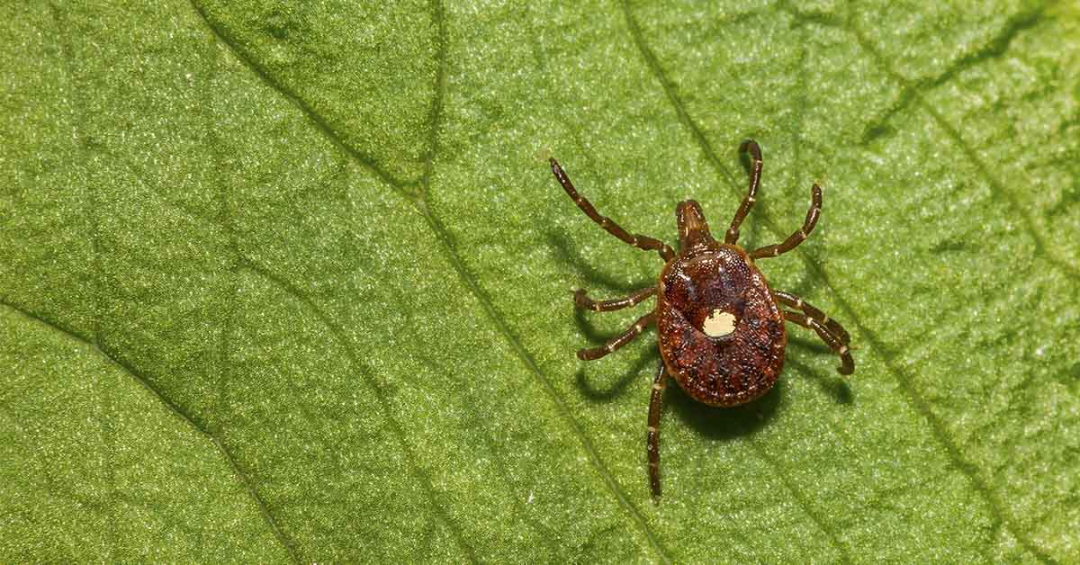 Close up of Lone Star tick on a green leaf
