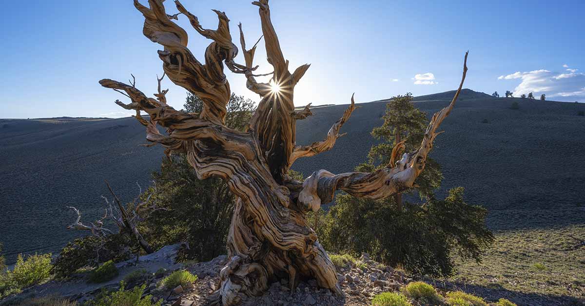 oldest tree California