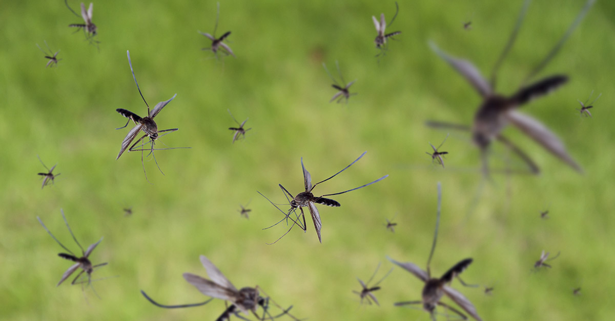 Why Drones Are Releasing Thousands of Mosquitoes Over Hawaii’s Islands