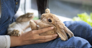 rabbit in person's lap