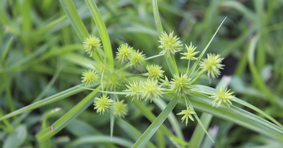 All About Sticker Burrs: From Backyard Nuisance to Plant Pest