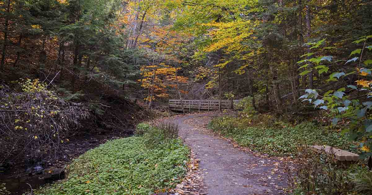 Cyclist Thrown Into Canal After Failing to Slow Down Near Dog Walker
