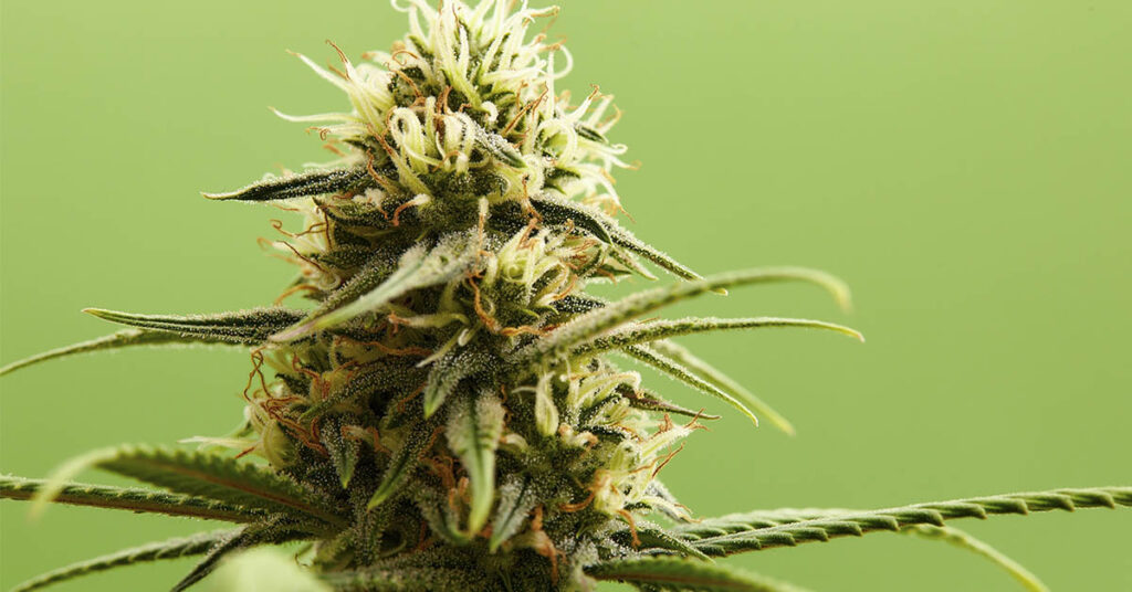 Trump Proposes Major Changes to US Marijuana Regulations - Featured image