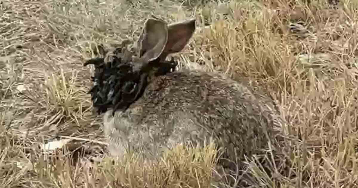 ‘Frankenstein Rabbits’ With Tentacles Seen in US: What’s Behind It ...