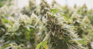 hydroponically grown cannabis