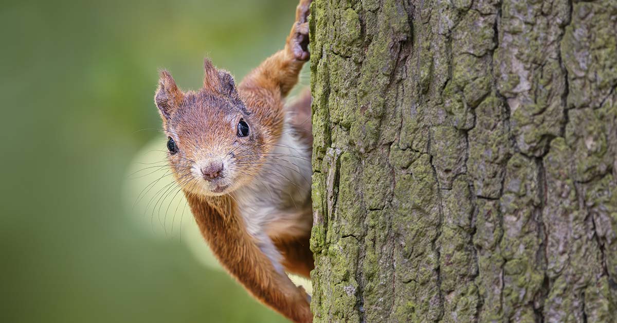 Disturbing Parasite in Squirrels Prompts Urgent Warning From Animal Rescuers