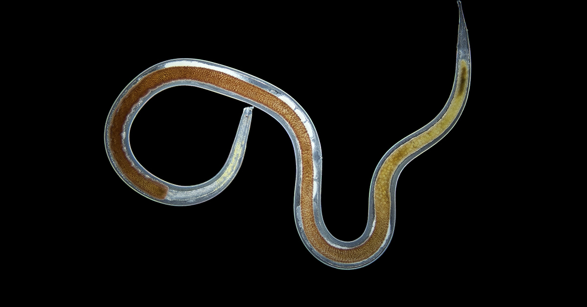 Scientists Warn of Parasite That Can Enter the Body and Increase Cancer Risk