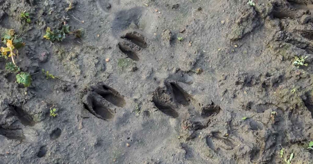 Unusual Deer Skin Growths Draw Attention to a Little-Known Wildlife Virus - Featured image