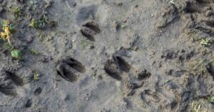 Unusual Deer Skin Growths Draw Attention to a Little-Known Wildlife Virus deer tracks