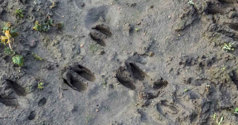 Unusual Deer Skin Growths Draw Attention to a Little-Known Wildlife Virus - Featured image