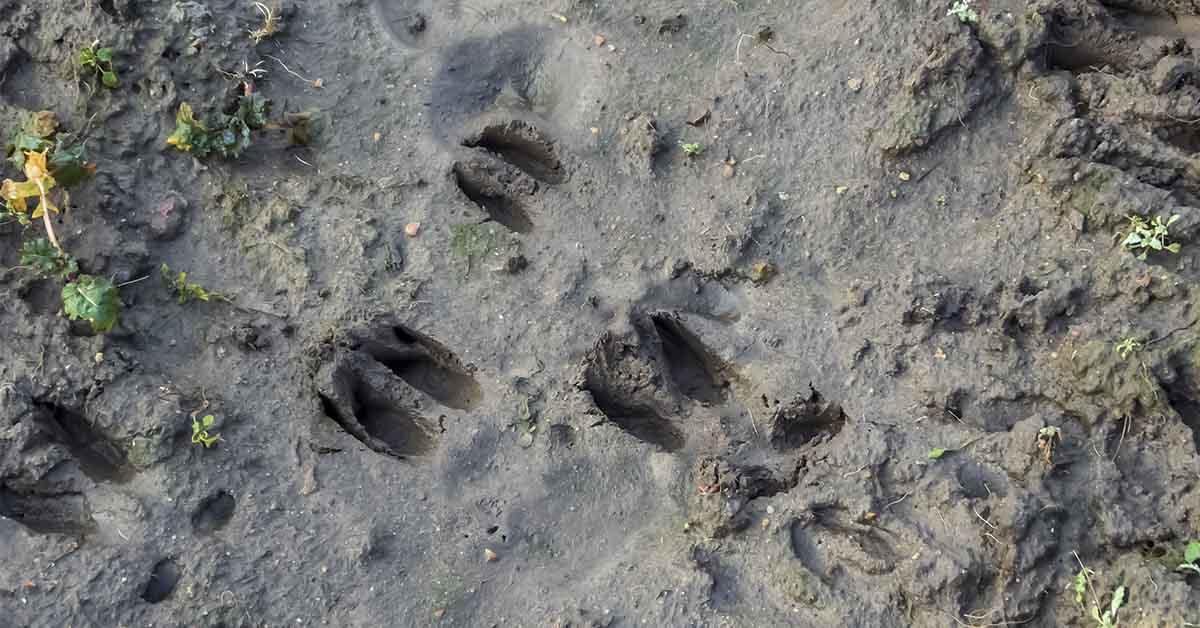 Unusual Deer Skin Growths Draw Attention to a Little-Known Wildlife Virus