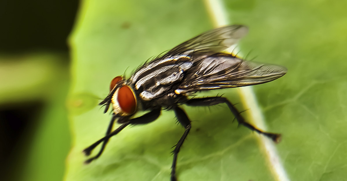 First U.S. Case of Flesh-Eating Parasite Confirmed in a Human This Year