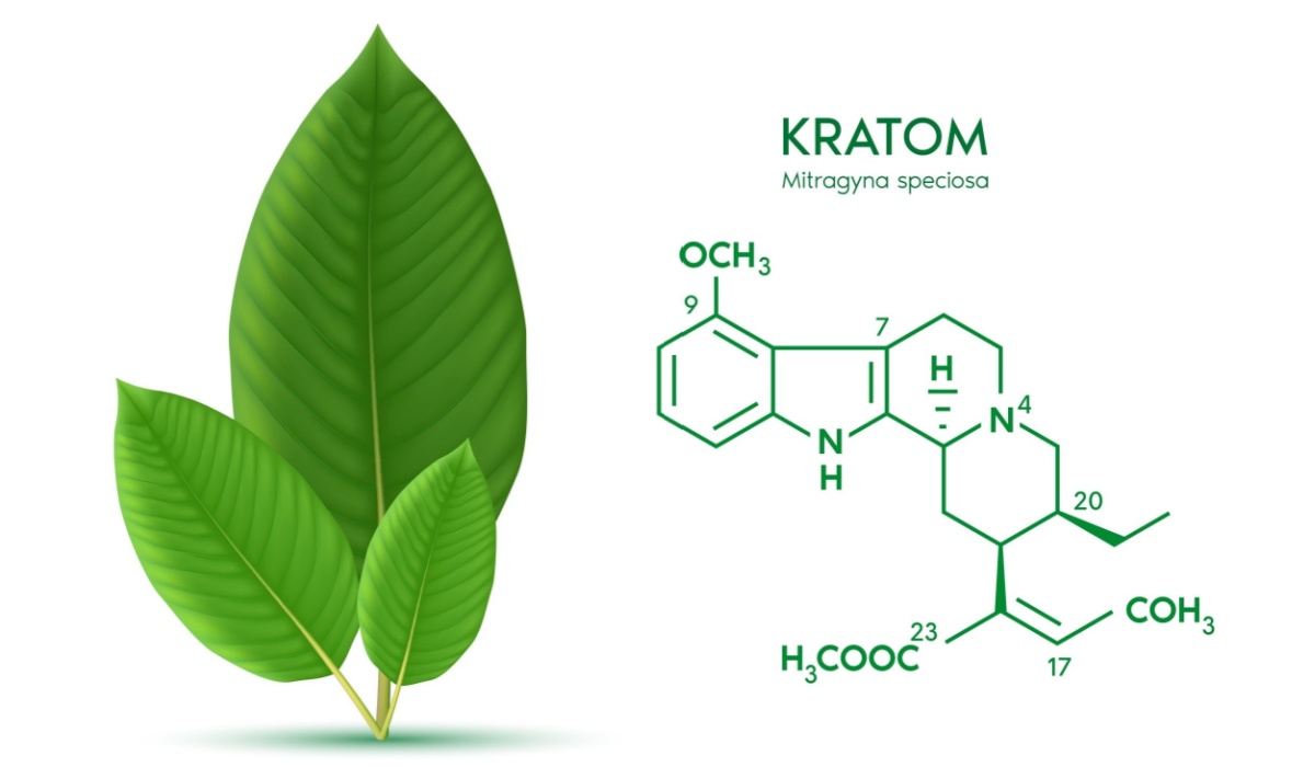 Fresh green Kratom leaf (Mitragyna speciosa) Chemical Structure of Speciogynine. Plant herbal alternative, narcotics, painkiller. Medical concept. Isolated on white background.
