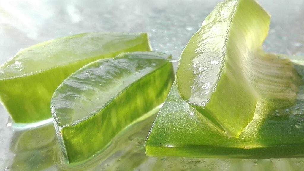 aloe vera plant pieces