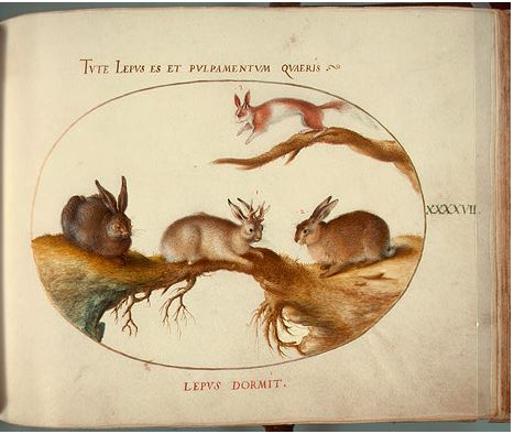 illustration of horned hare
