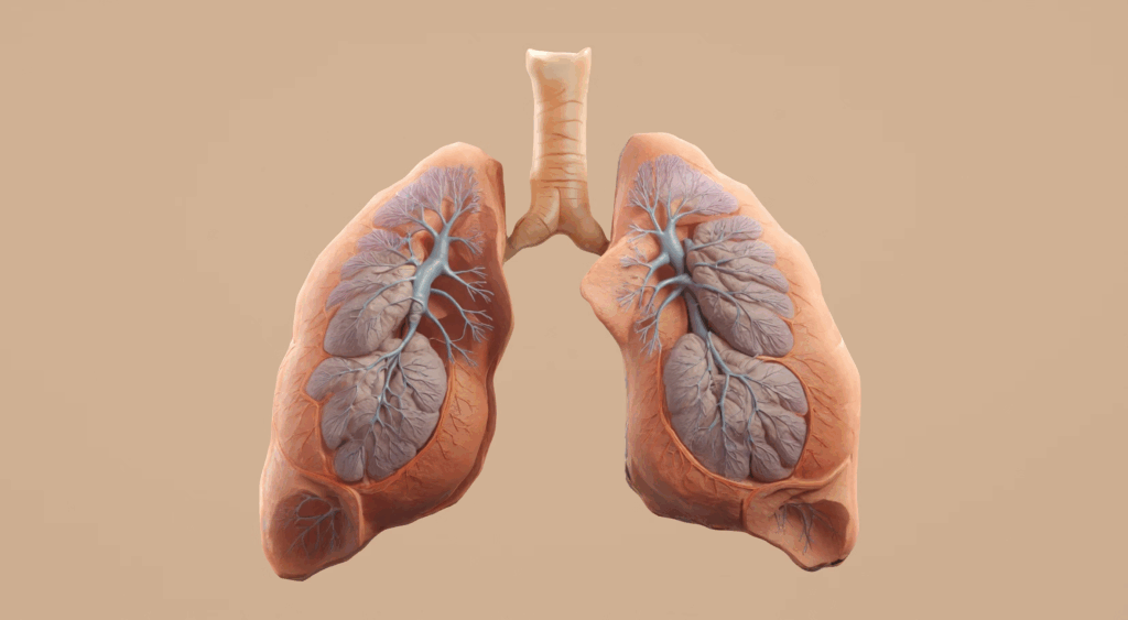 The lungs