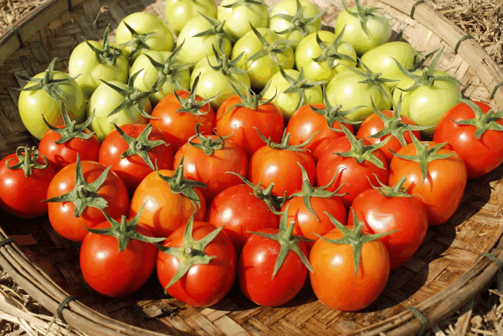 green and red tomatoes
