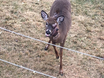 Deer fibromas are wart-like growths on deer