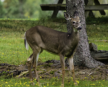 Deer fibromas are wart-like growths on deer