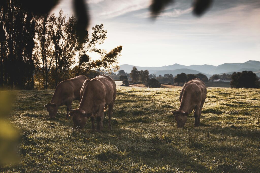 Cows often graze facing the same way, which suggests animals may sense magnetic fields. This idea connects to feng shui sleep direction advice.